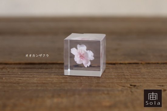 宙-sola- Sola cube サクラ（オオカンザクラ） さくら 桜 - iraka