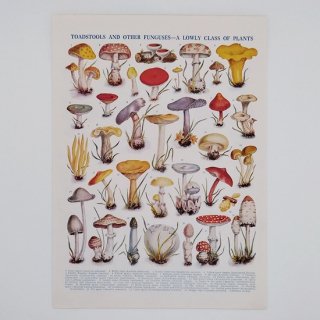 英国アンティークきのこ印刷物「Old Print Toadstools & Mushrooms」  1920's