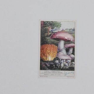 英国ヴィンテージ印刷物「Liebig Fungi きのこカード」  1950's (A)