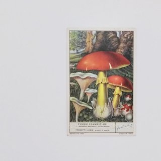 英国ヴィンテージ印刷物「Liebig Fungi きのこカード」  1950's (E)