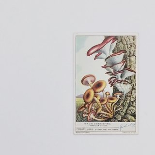 英国ヴィンテージ印刷物「Liebig Fungi きのこカード」  1950's (F)