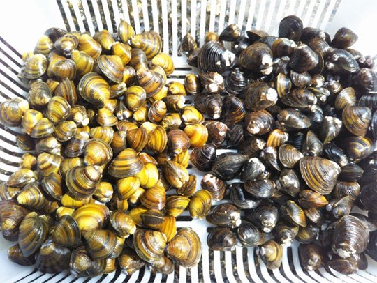 シジミの育った環境によって貝殻の色が異なることがあります。