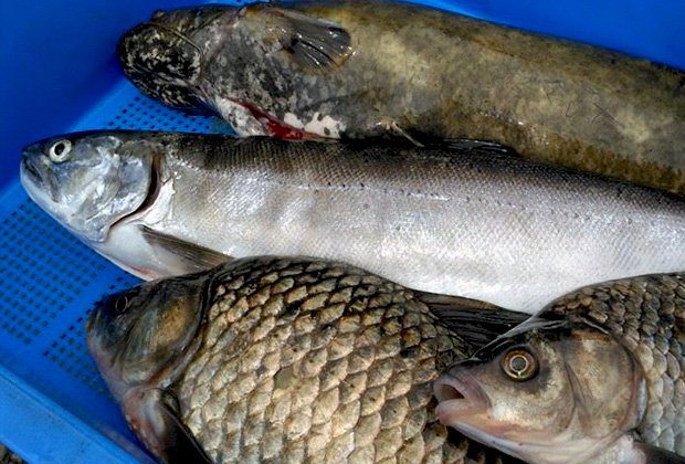 旬の魚をおまかせ「気まぐれお届け便」 - 琵琶湖の美味しい湖魚を食卓 