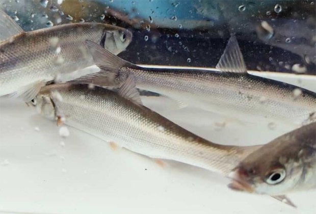 銀兵(ウグイ) 酸素封入活魚にて出荷！ 海釣り活き餌にどうぞ！- 中村水産