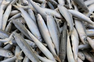 琵琶湖天然小鮎 500g - 琵琶湖の美味しい湖魚を食卓へ 中村水産