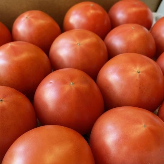 旬八ボックス 高知県産 シュガートマト ヴェルデ 1箱 約0 8 1kg 12 玉 送料込み お届け地域限定 大崎広小路店発送 旬八ボックス 高知県産 シュガートマト ヴェルデ 1箱 約0 8 1kg 12 玉 送料込み お届け地域限定 大崎広小路店発送