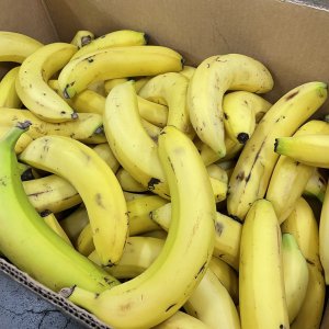旬八ボックス（フィリピン産他｜大量もげバナナ箱｜約10.0kg 60本~80本）※送料込 