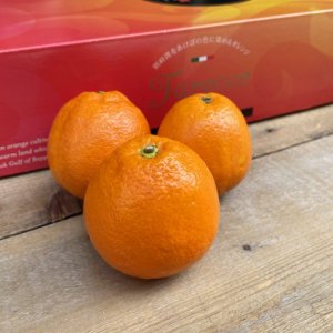 大分県 | タロッコオレンジ（化粧箱）【2.5-3kg入（11〜14玉入）】