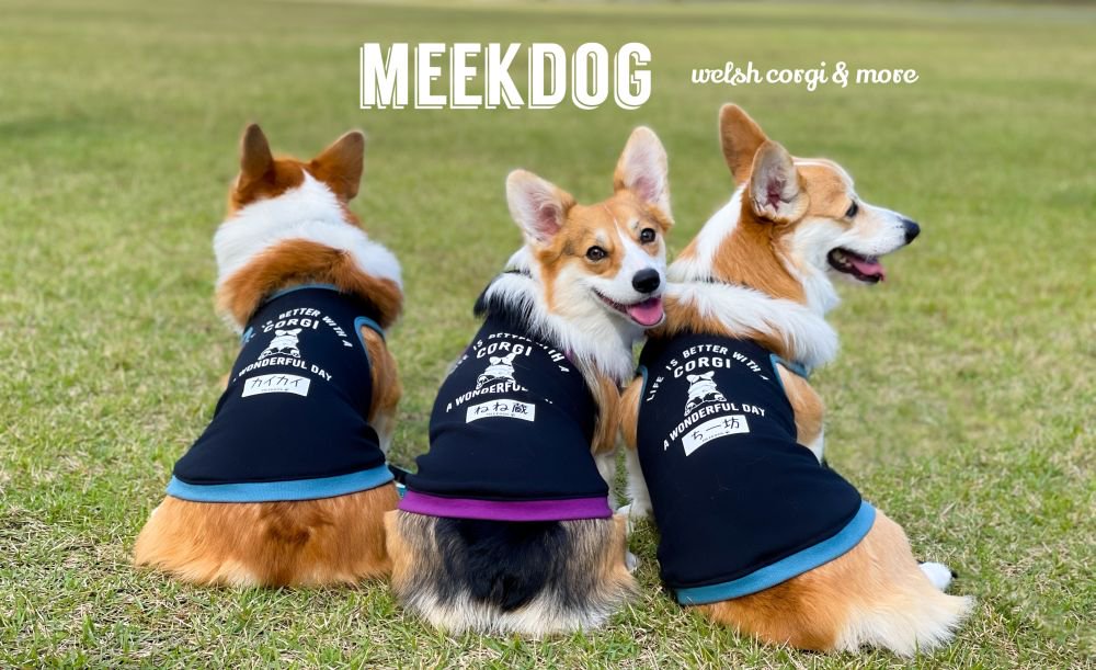 Υϥɥᥤɥåסmeekdog