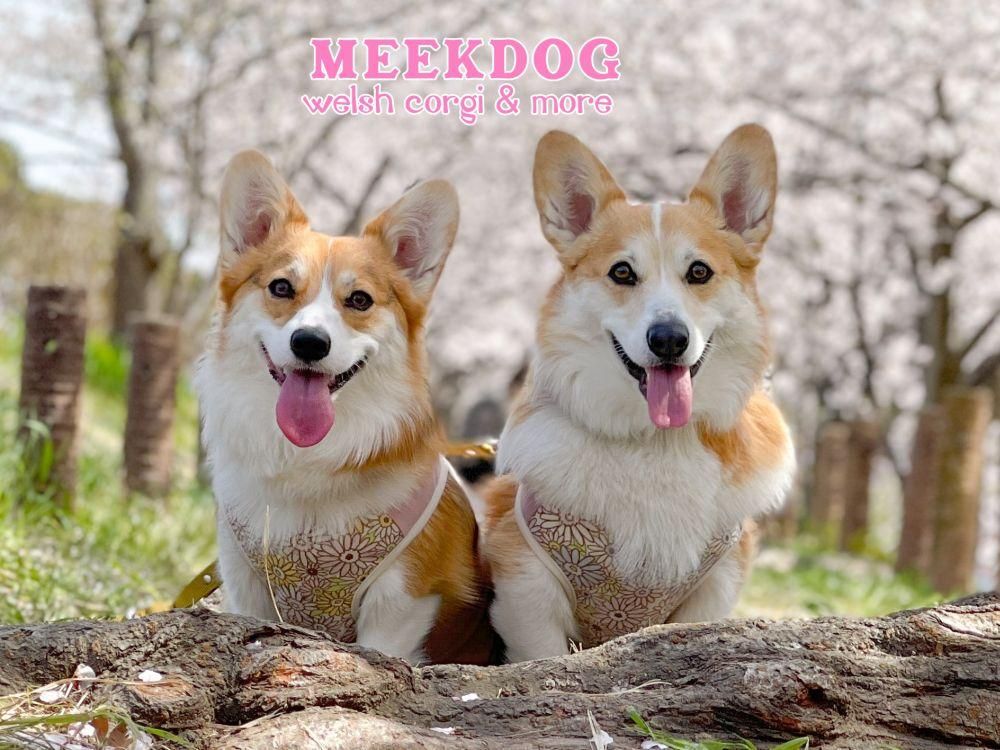 Τmeekdog