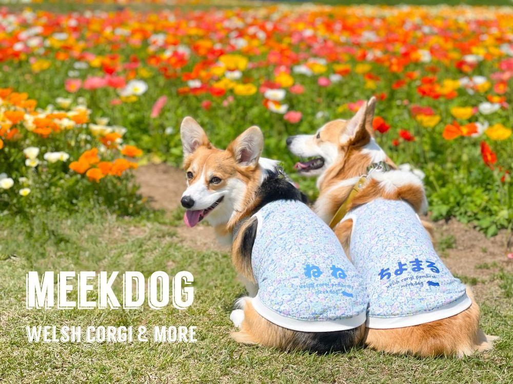 Τmeekdog