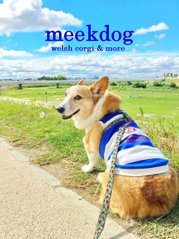 Τmeekdog