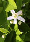 Neroli