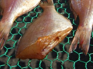 干物 日本海の魚 コダイ 血鯛 花鯛 こだい 小鯛 一夜干し