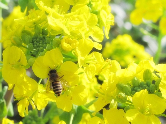 ミツバチは細菌の繁殖や侵入を防ぐために使用している！