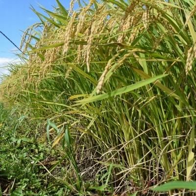伊賀米 キヌヒカリ 三重県伊賀産 5kg きぬひかり 単一原料米