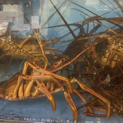 徳島県産 活伊勢海老 【300/350g】 天然 いせえび イセエビ