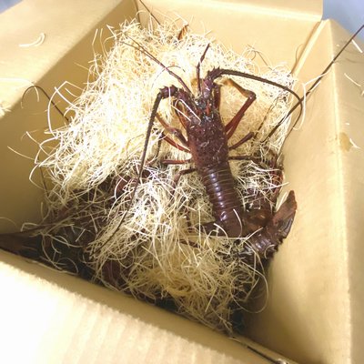 徳島県産 活伊勢海老 【350/400ｇ】 天然 いせえび イセエビ 伊勢えび