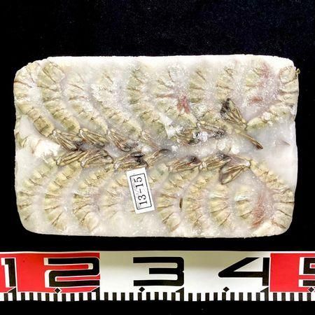 ブラックタイガー 13/15 1.8kg 約60尾 海水養殖 無頭 BT えび