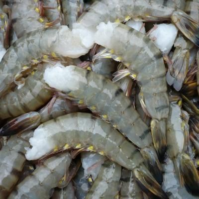 ブラックタイガー 13/15 1.8kg 約60尾 海水養殖 無頭 BT えび 海老