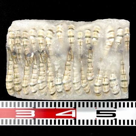 ＊さおページ＊ 楽天市場】送料無料 無頭海老 21/25 ブラックタイガー 84尾〜100