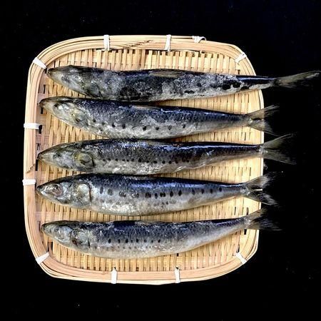 北海道産 冷凍真いわし（生食用）1尾約100g イワシ 鰯 3D凍結