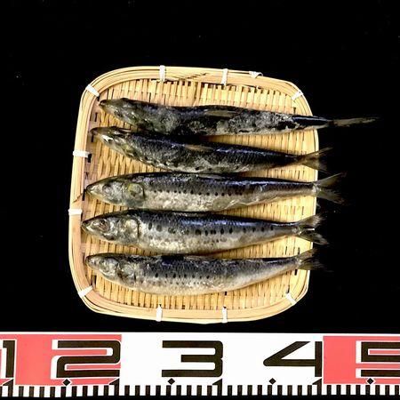 北海道産 冷凍真いわし（生食用）1尾約100g イワシ 鰯 3D凍結