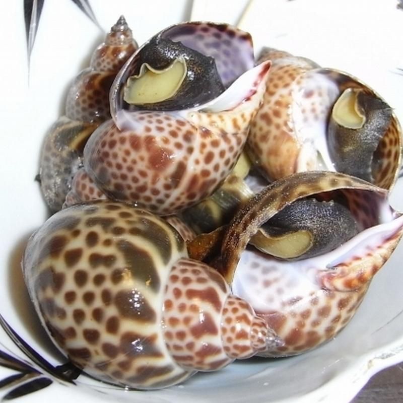 冷凍ばい貝 | 30/50サイズ 2kg - Ushop