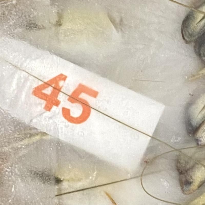 えびさん 有頭えび BT 45尾 | ブラックタイガー海老 - Ushop