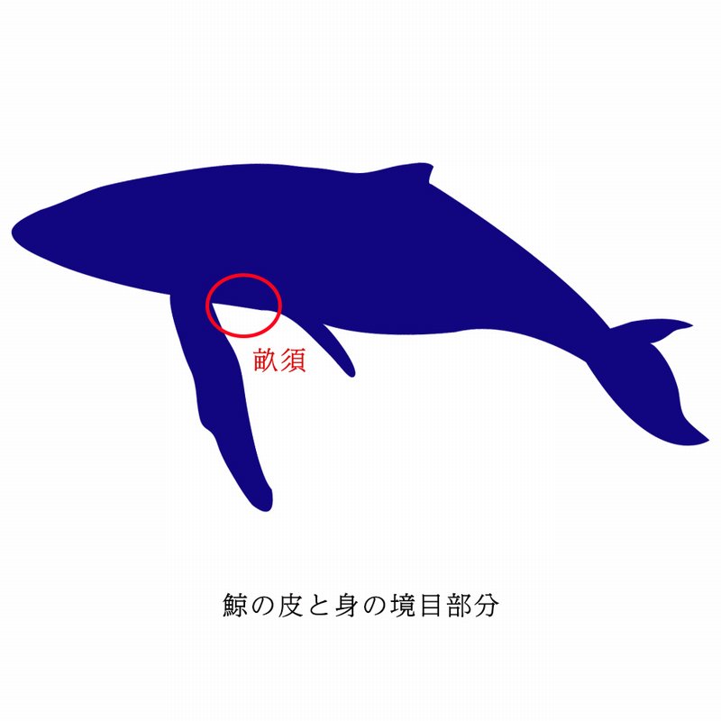 畝須ベーコン（赤）ブロック　1ｋｇ（約180～350ｇ×3～5パック入）　ミンクくじら　鯨　クジラ　鯨ベーコン　うねす　ウネス　正規品 - Ushop  - （ユーショップ）は高品質・低価格な食材の卸売・仕入販売の大阪にある通販サイトです！