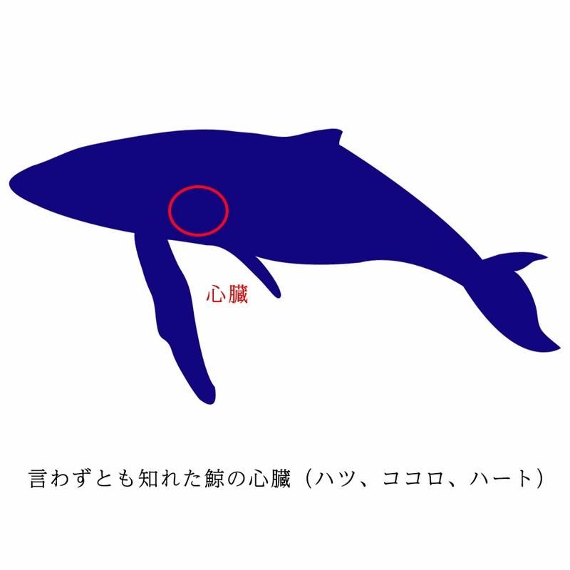 くじら心臓スライス | お刺身用 - Ushop