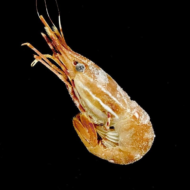 カナダ ぼたん Lサイズ 1kg 約30尾 ボタン海老 牡丹えび カナダ ぼたん Lサイズ 1kg 約30尾 ボタン海老 牡丹えび