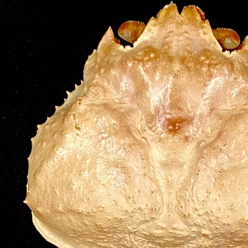 かに甲羅 100枚 | 料理器具 - Ushop