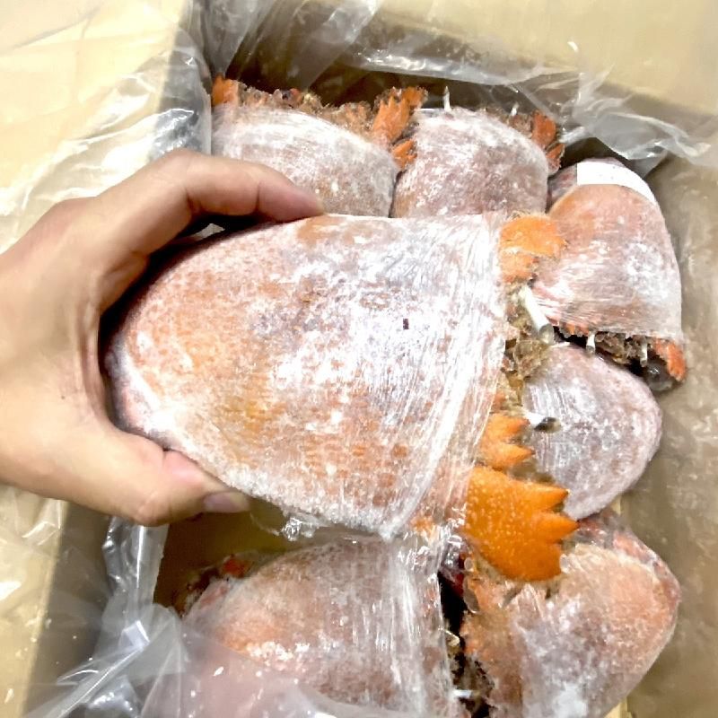 特大サイズ あさひかに | 幻の蟹 - Ushop