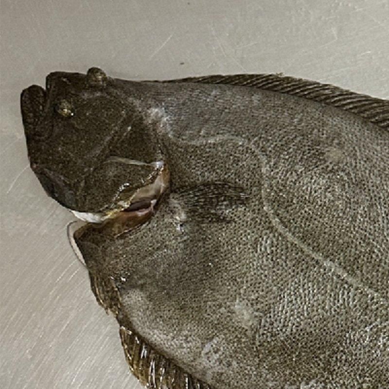 活締め ひらめ 1尾 | 養殖 韓国産 - Ushop