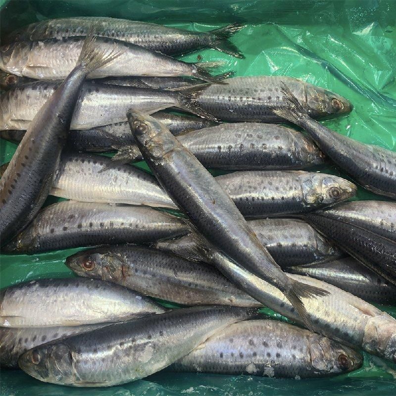 岩塩太郎さま専用ページ 真いわし塩焼き | 銚子産 - Ushop