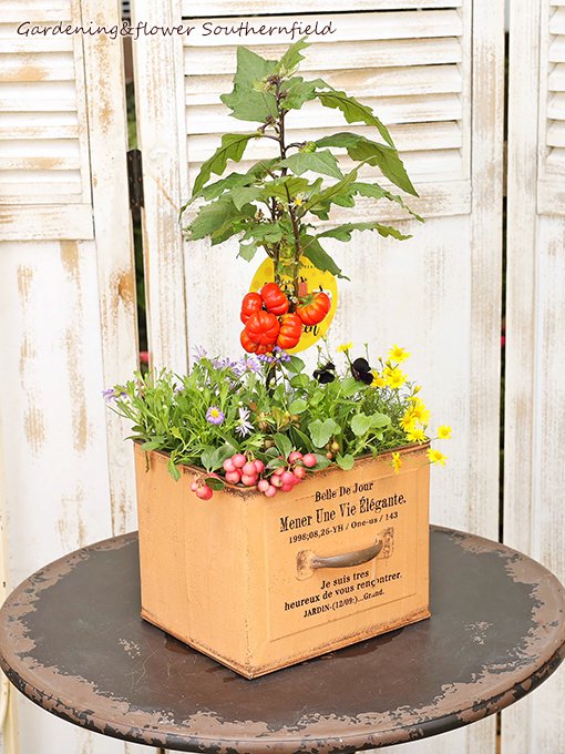 花寄せ植え パンプキンツリー＆チェッカーベリー ハロウィン ボックス型アンティーク調ブリキポットSサイズ