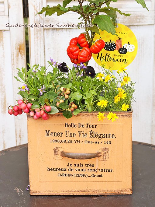 花寄せ植え パンプキンツリー＆チェッカーベリー ハロウィン ボックス型アンティーク調ブリキポットSサイズ