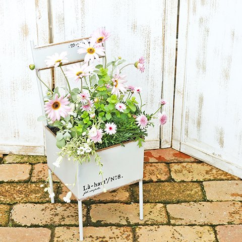 花寄せ植え アークトチス＆マーガレット ナチュラルブリキチェアー  おしゃれ かわいい 玄関先 庭 
