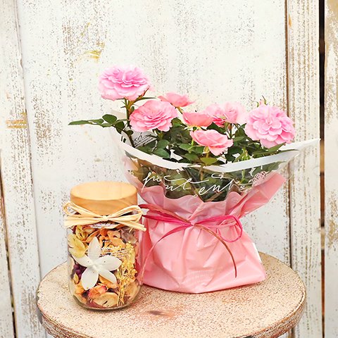 母の日 鉢花 ミニバラ ピンク＆アロマポプリボトルセット ラベンダー ローズ ピオニー ラッピング付き プレゼントギフト