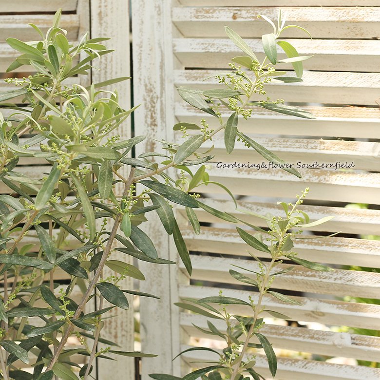 常緑樹木 オリーブ シプレッシーノ 7号 花芽付き 高さ145cm シンボルツリー