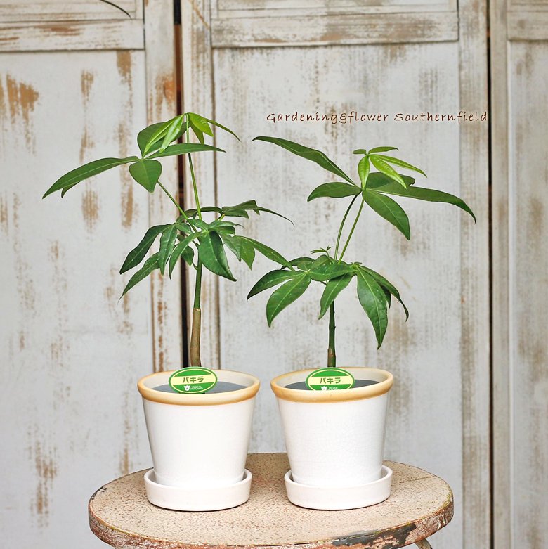 選べるミニ観葉植物＆ナチュラルグロッシーポットwhiteSサイズ