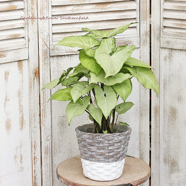 観葉植物 シンゴニウム カゴ風ツートンカラーセメントポット 穴なし おしゃれ インテリア 室内 育てやすい 