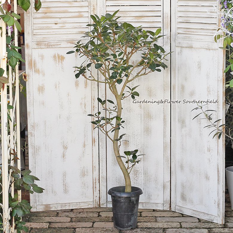 観葉植物 フランスゴムの木 フィカス ルビギノーサ 6号 110cm 室内 インテリア 丈夫 耐陰性 御祝 プレゼント おしゃれ