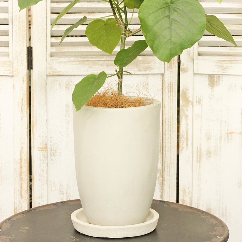 シンプルな陶器ポットに観葉植物フィカス ウンベラータを植えました。