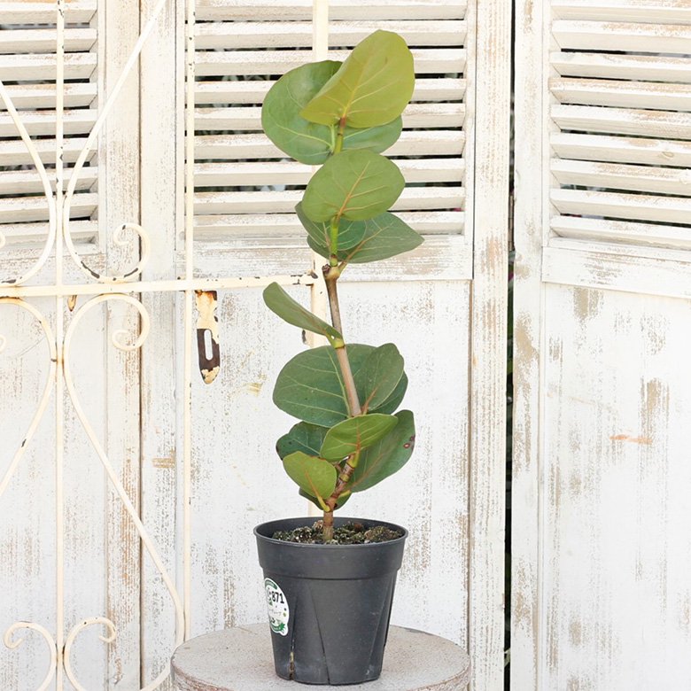 観葉植物 シーグレープ 5号ポット 高さ60cm前後 ハマベブドウ ココロバ インテリア 育てやすい 人気 インテリアグリーン