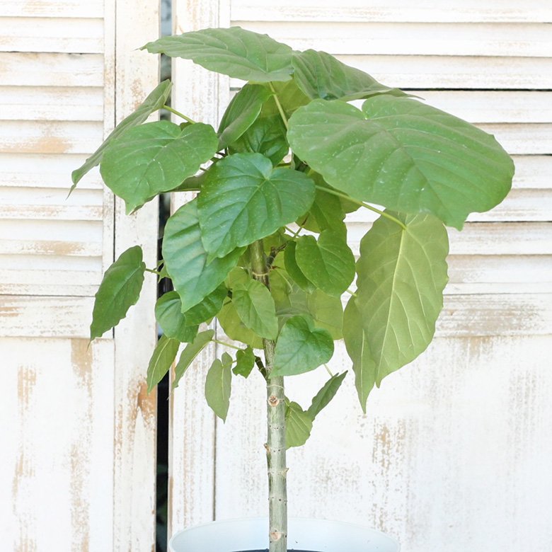 観葉植物フィカス・ウンベラータ6号(18cm)
