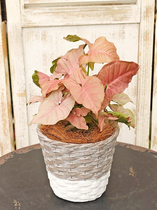 観葉植物 シンゴ二ウム・ネオン カゴ編み風 陶器鉢のセット