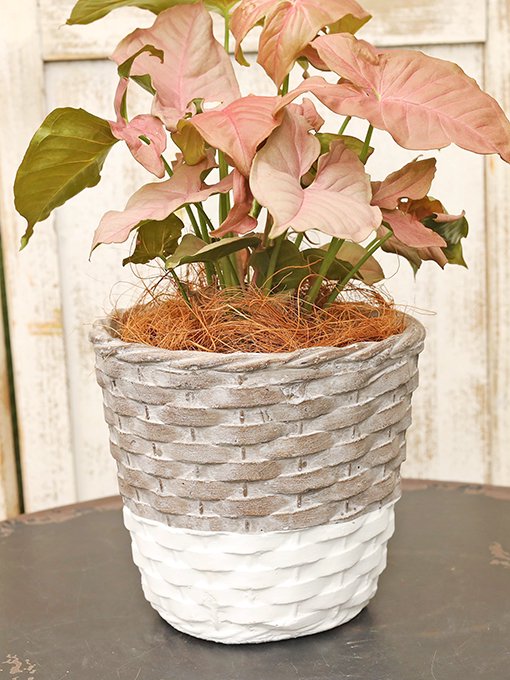 観葉植物 シンゴ二ウム・ネオン カゴ編み風 陶器鉢のセット