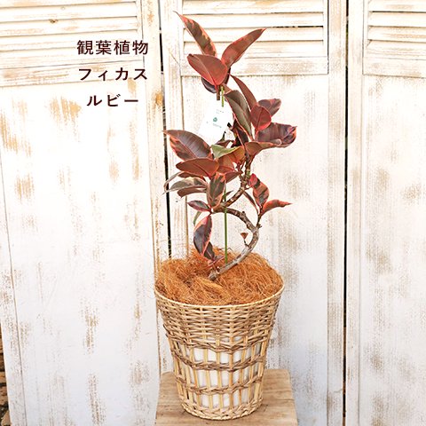 観葉植物 フィカス アルテシマ＆ルビー サスティナブルナチュラルバスケット ゴムの木 育てやすい 室内 おしゃれ